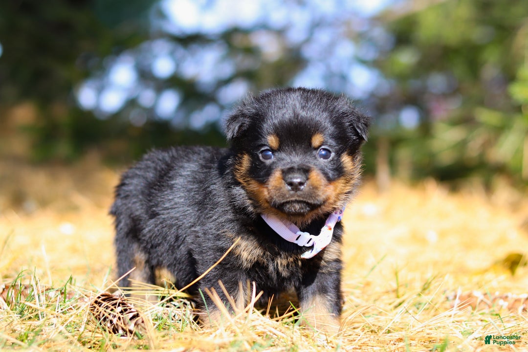 Rottweiler dogs for sale: Raven - Ad 2