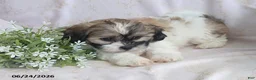 Teddy Bear dogs for sale: Emerald - Ad 12