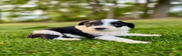 Portuguese Water Dog dogs for sale: Cooper - Ad 11