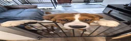 Mixed Breed dogs for sale: First Pick Female St Bernese Puppy dob 6/2/26 - Ad 65