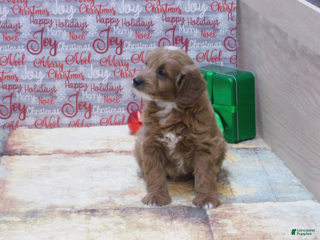 Goldendoodle dogs for sale: Mini Rex - Ad 10