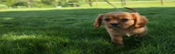 Cavalier King Charles Spaniel dogs for sale: Ford 💙 - Ad 13