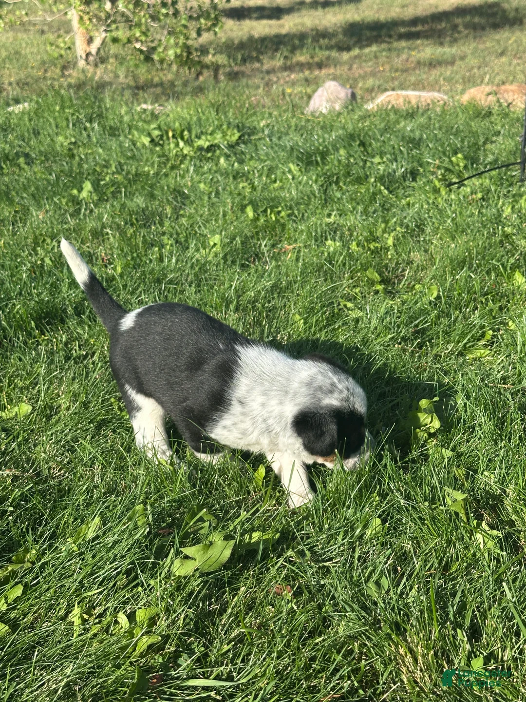 Mixed Breed dogs for sale: Tri Girl 1 - Ad 3