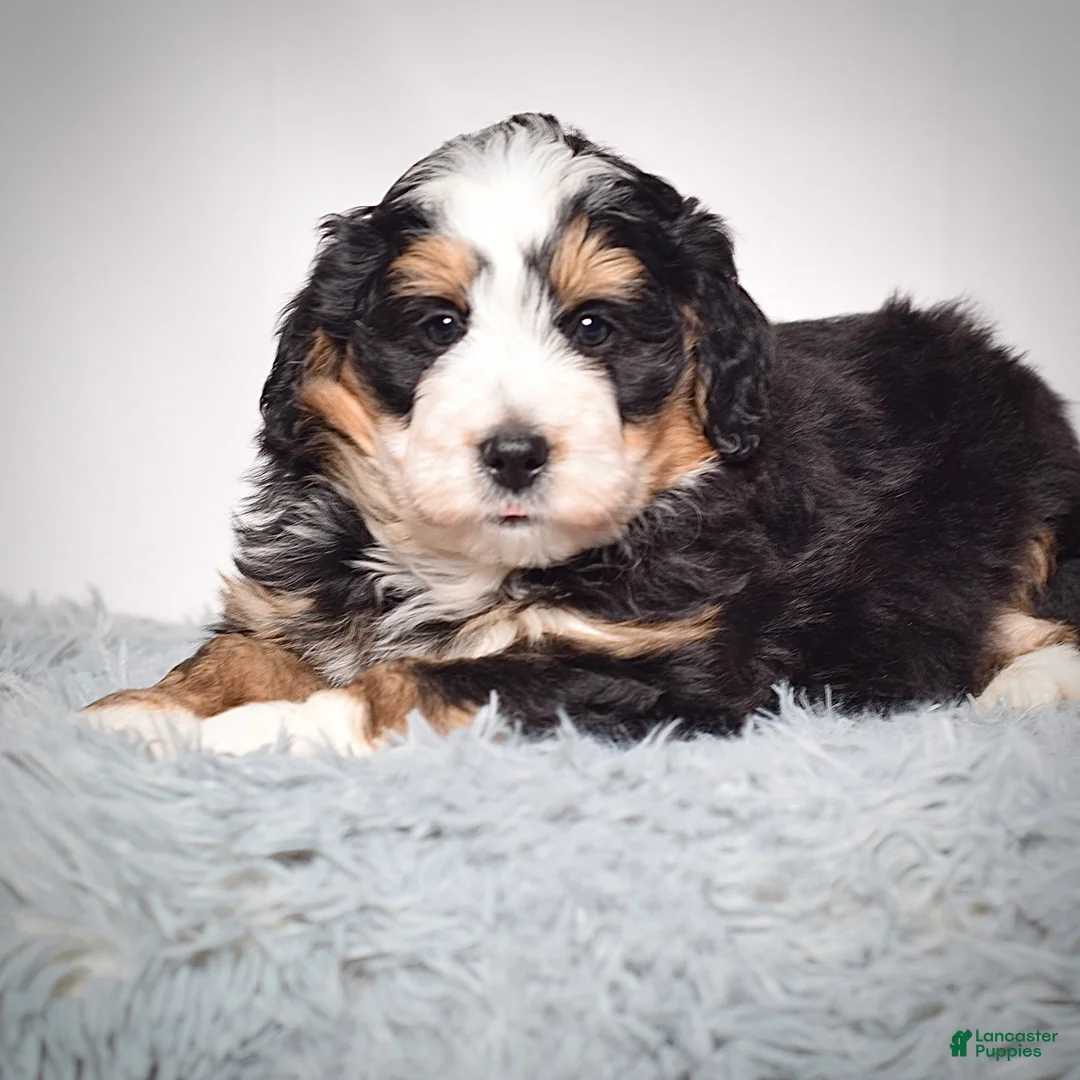 Mini Bernedoodle dogs for sale: Mini Bernedoodle Puppy 2 - Ad 1