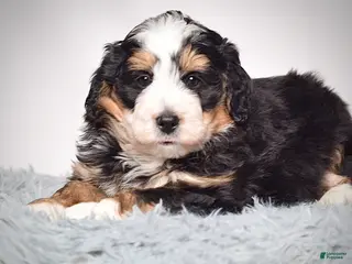 Mini Bernedoodle dogs Mini Bernedoodle Puppy 2 - Ad 19