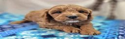 Cavapoo dogs for sale: Tundra - Ad 12
