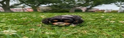 Cavalier King Charles Spaniel dogs for sale: Roger - Ad 9
