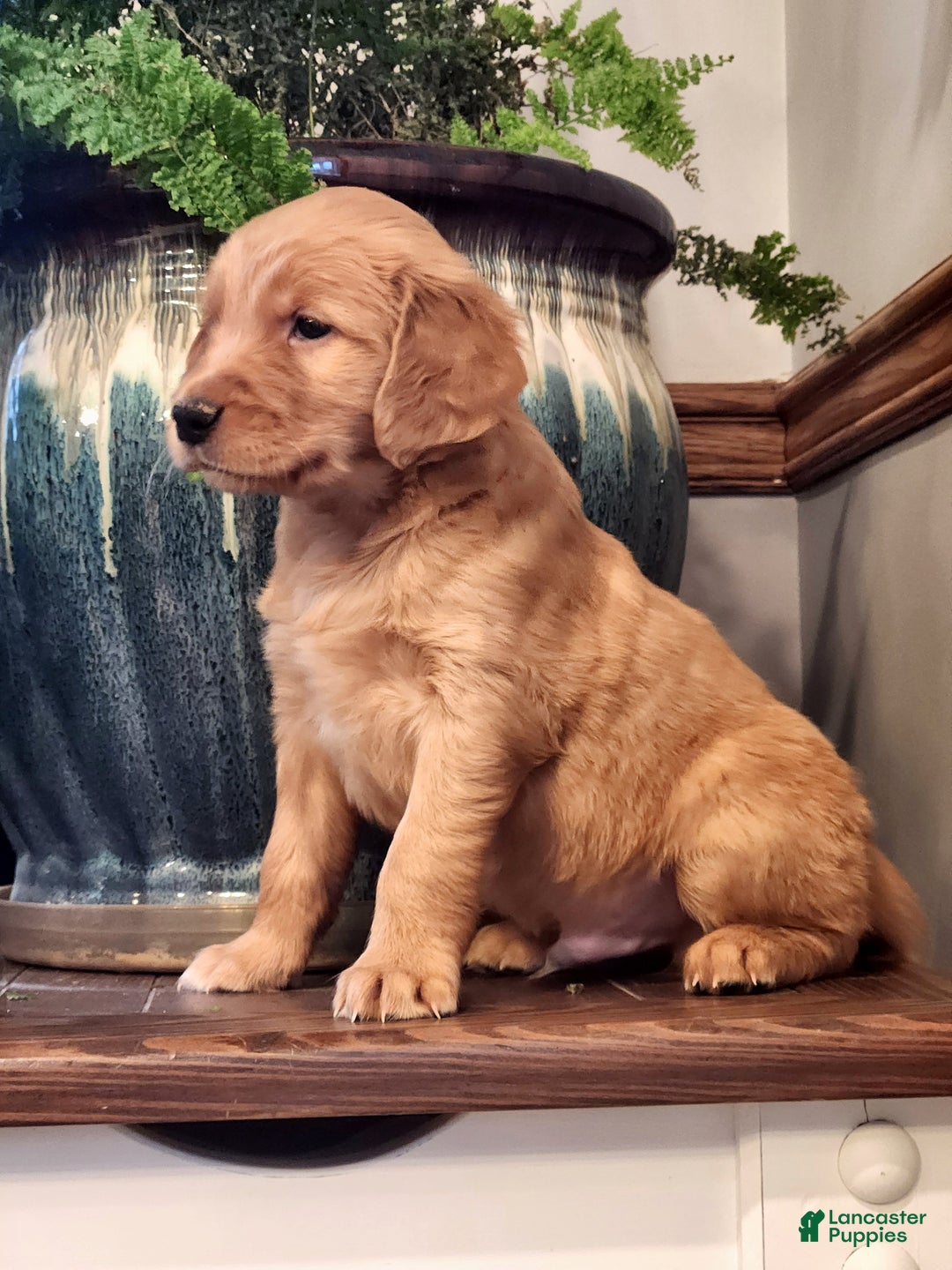 Golden Retriever dogs for sale: Randy - Ad 3