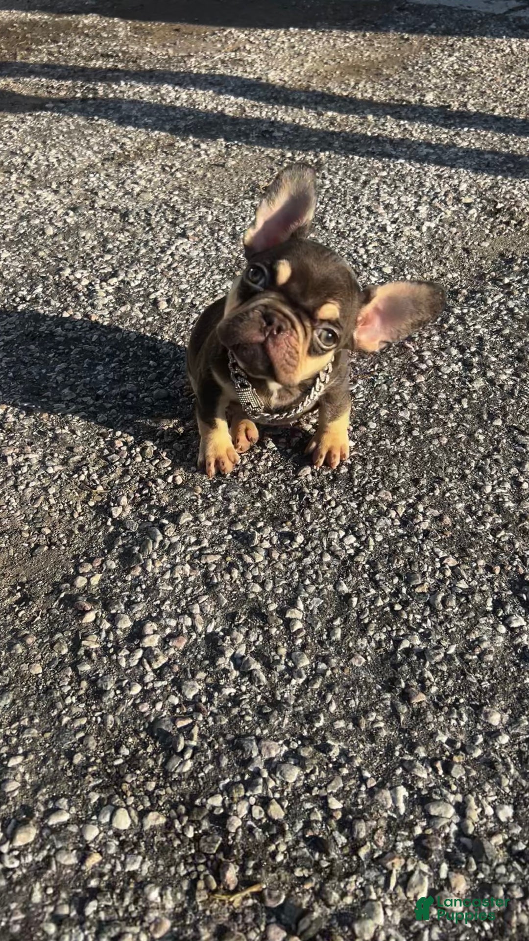 French Bulldog dogs for sale: Teacup Penny - Ad 1
