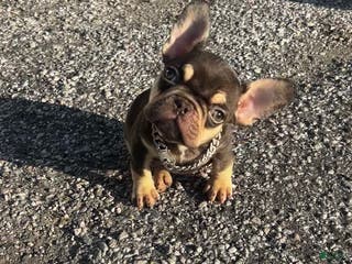 French Bulldog dogs Teacup Penny - Ad 34