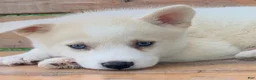 Alaskan Husky dogs for sale: Samson - Ad 10