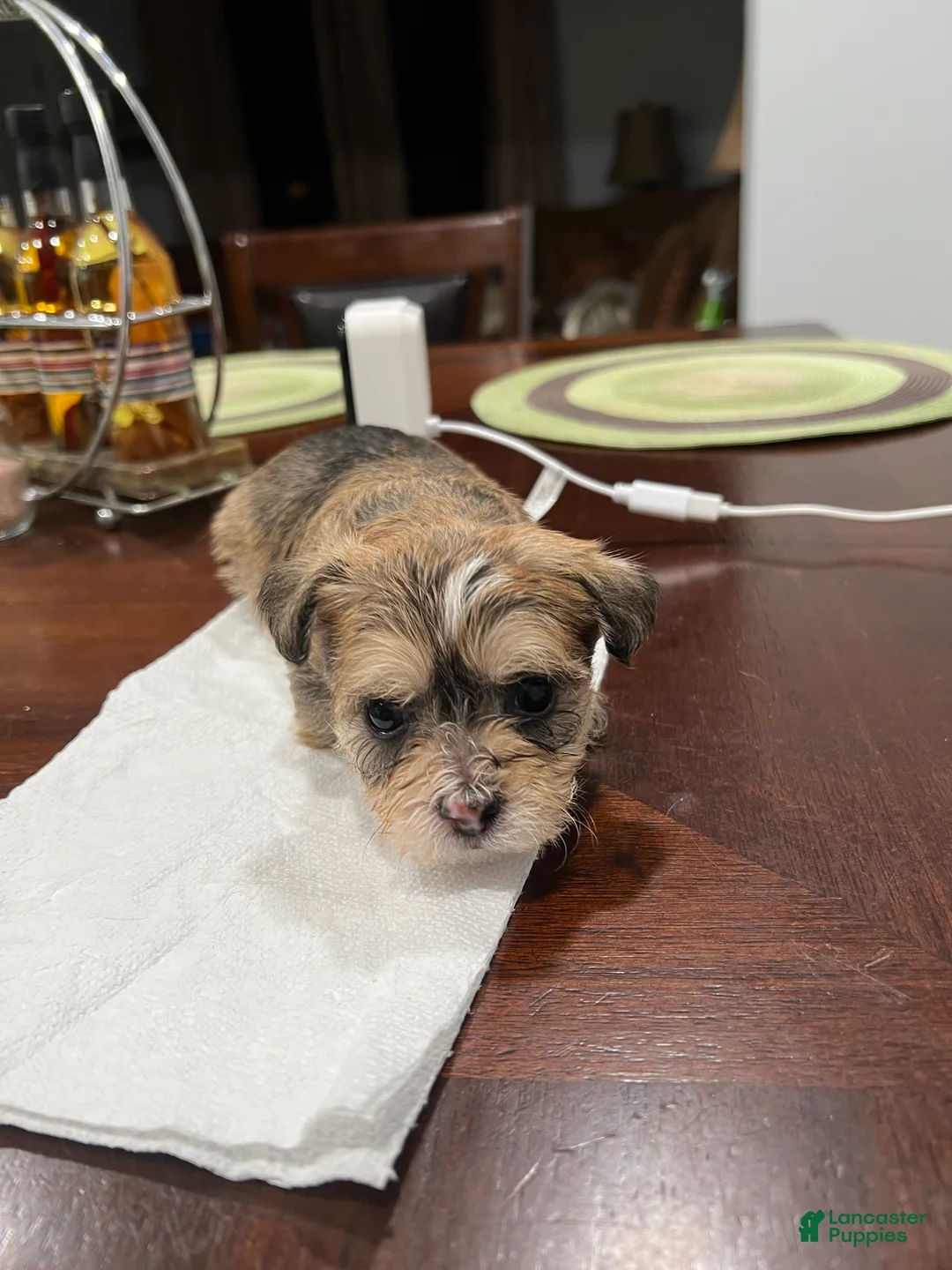 Morkie dogs for sale: Morkie Puppy 2 - Ad 3