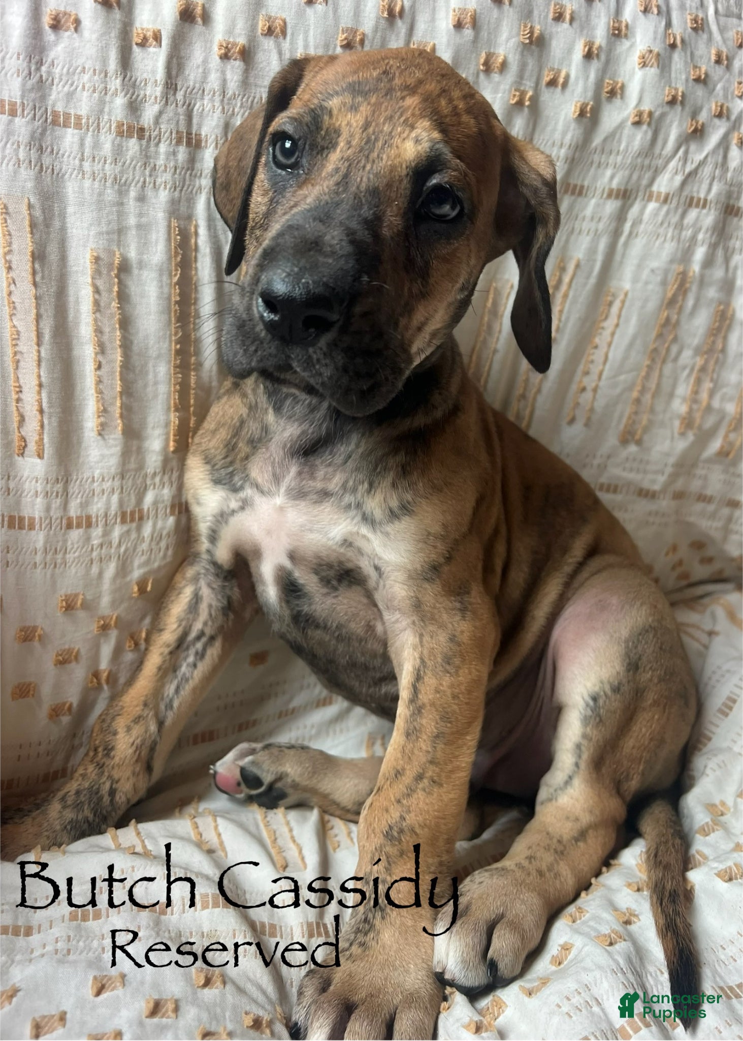 Great Dane dogs Butch Cassidy - Ad 17
