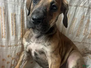 Great Dane dogs Butch Cassidy - Ad 17
