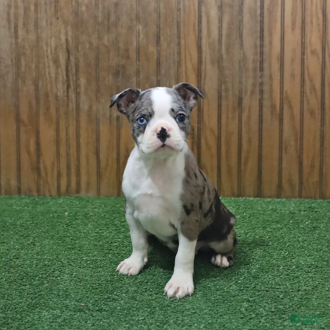 Boston Terrier dogs for sale: Bluebell - Ad 1