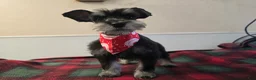 Miniature Schnauzer dogs for sale: Miniature Schnauzer Puppy 3 - Ad 1