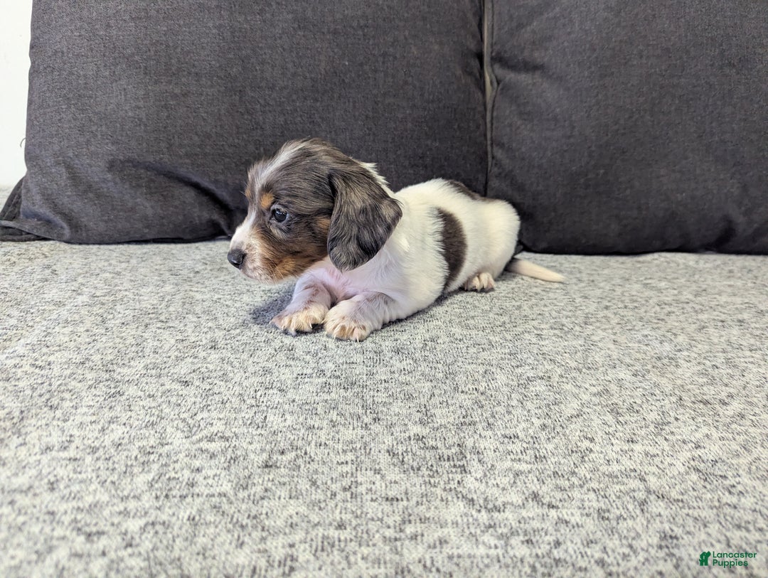 Miniature Dachshund dogs for sale: Astro - Ad 4