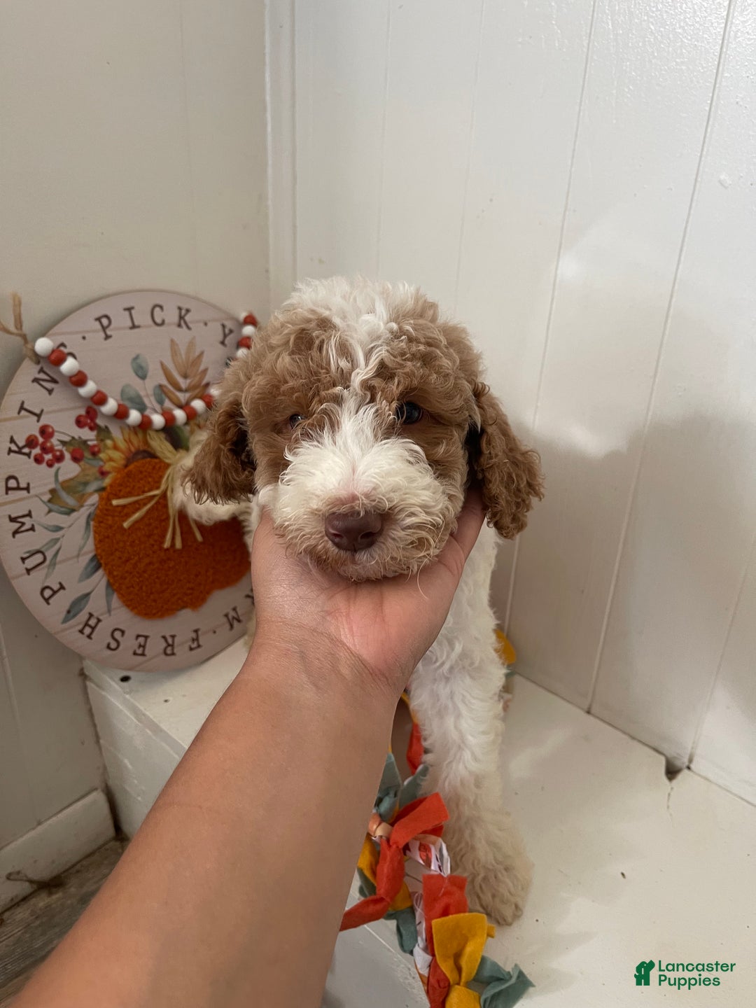 Standard Poodle dogs for sale: Standard Poodle Puppy 1 - Ad 5