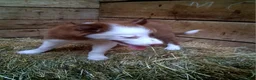 Border Collie dogs for sale: Border Collie 2 - Ad 7