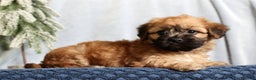 Mixed Breed dogs for sale: Jill - Ad 5