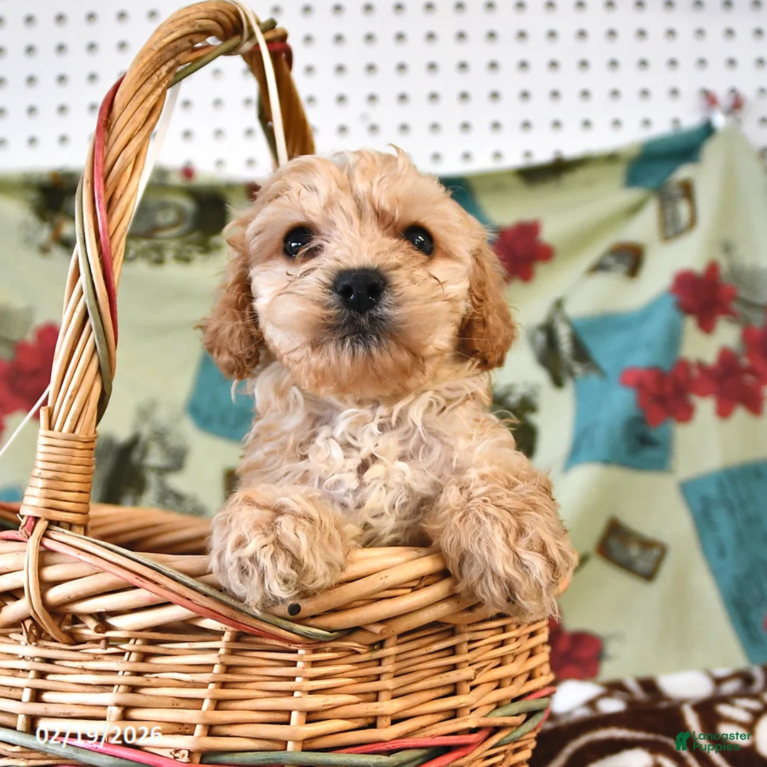Cockapoo dogs for sale: Harry - Ad 3