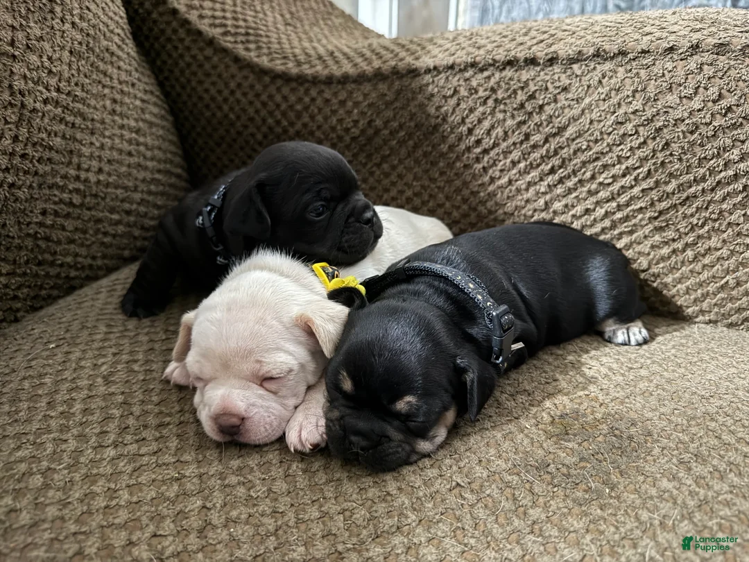 Mixed Breed dogs for sale: Mixed Breed 3 - Ad 2