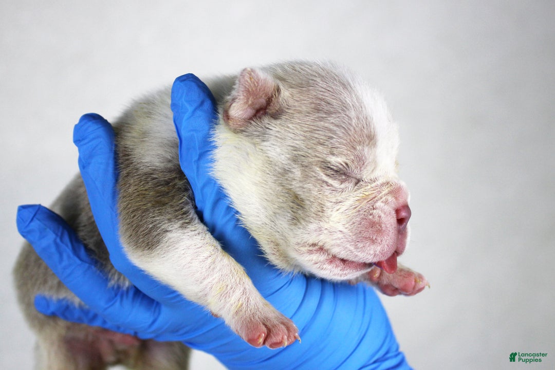 American Bully dogs for sale: Lilac Merle Male - Ad 4