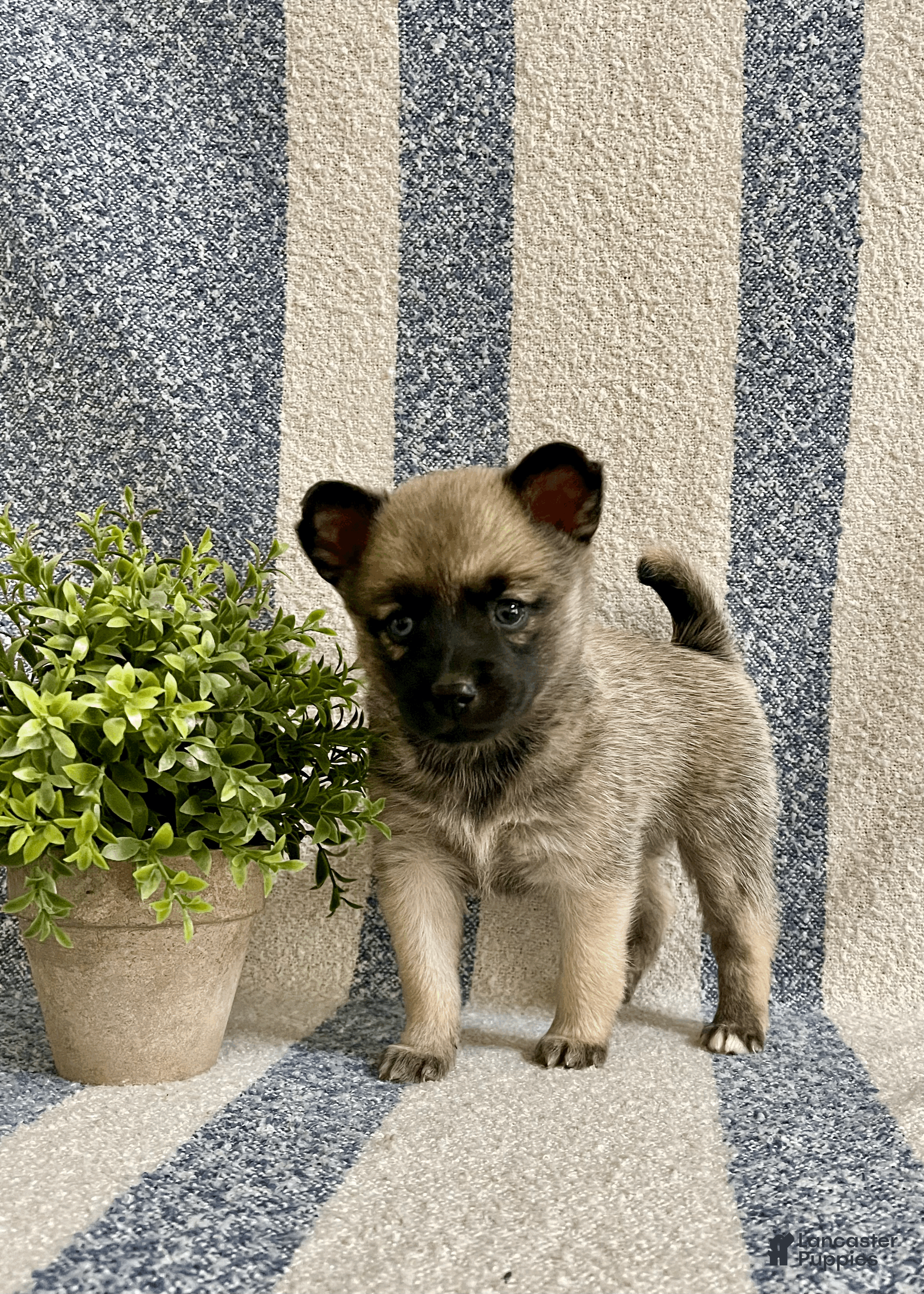 Pomsky dogs Coco - Ad 1