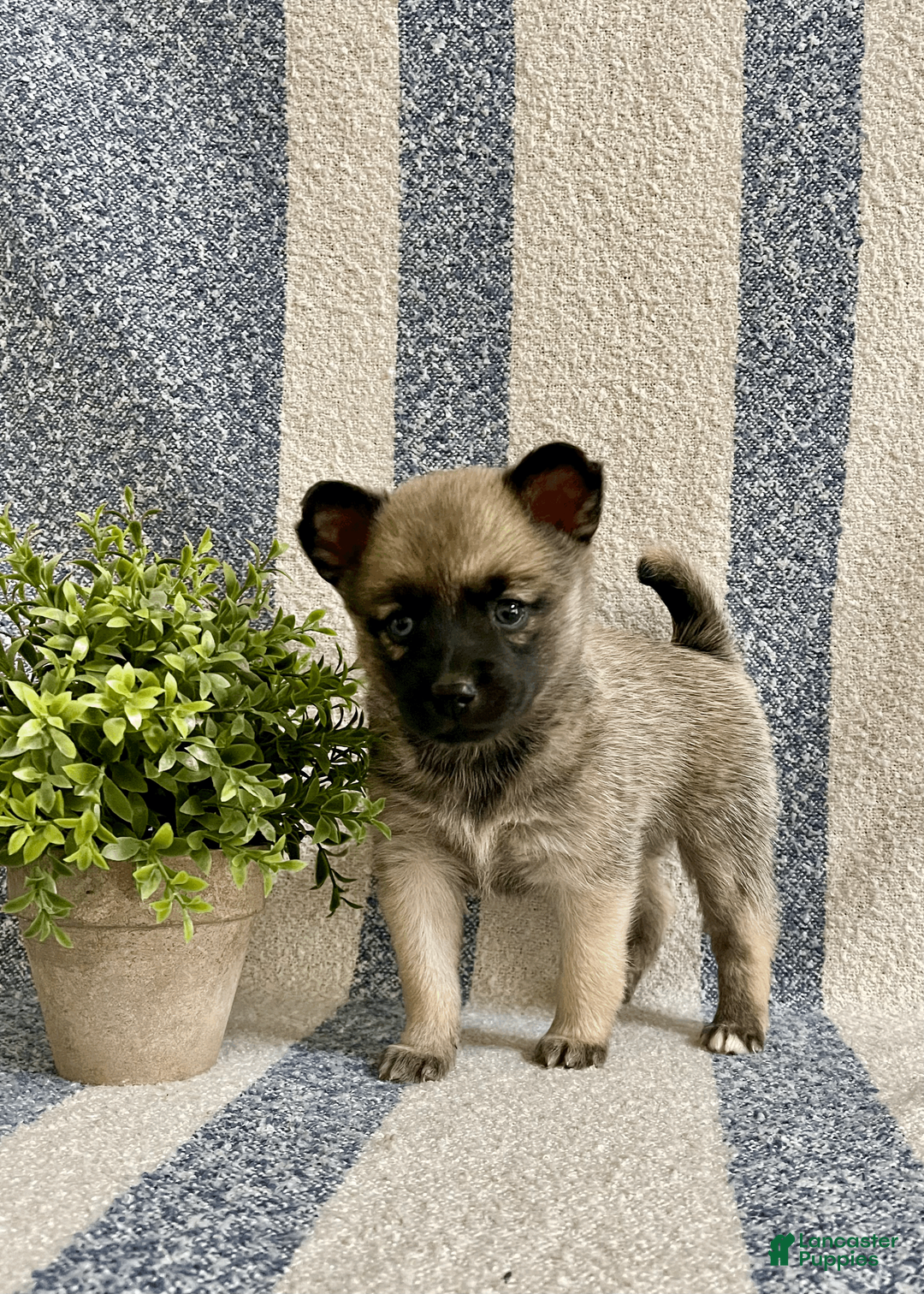 Pomsky dogs for sale: Coco - Ad 1