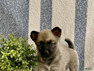 Pomsky dogs for sale: Coco - Ad 4