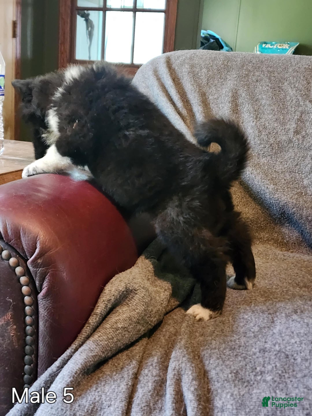 Akita dogs for sale: Akita Puppy Girl 5 - Ad 19