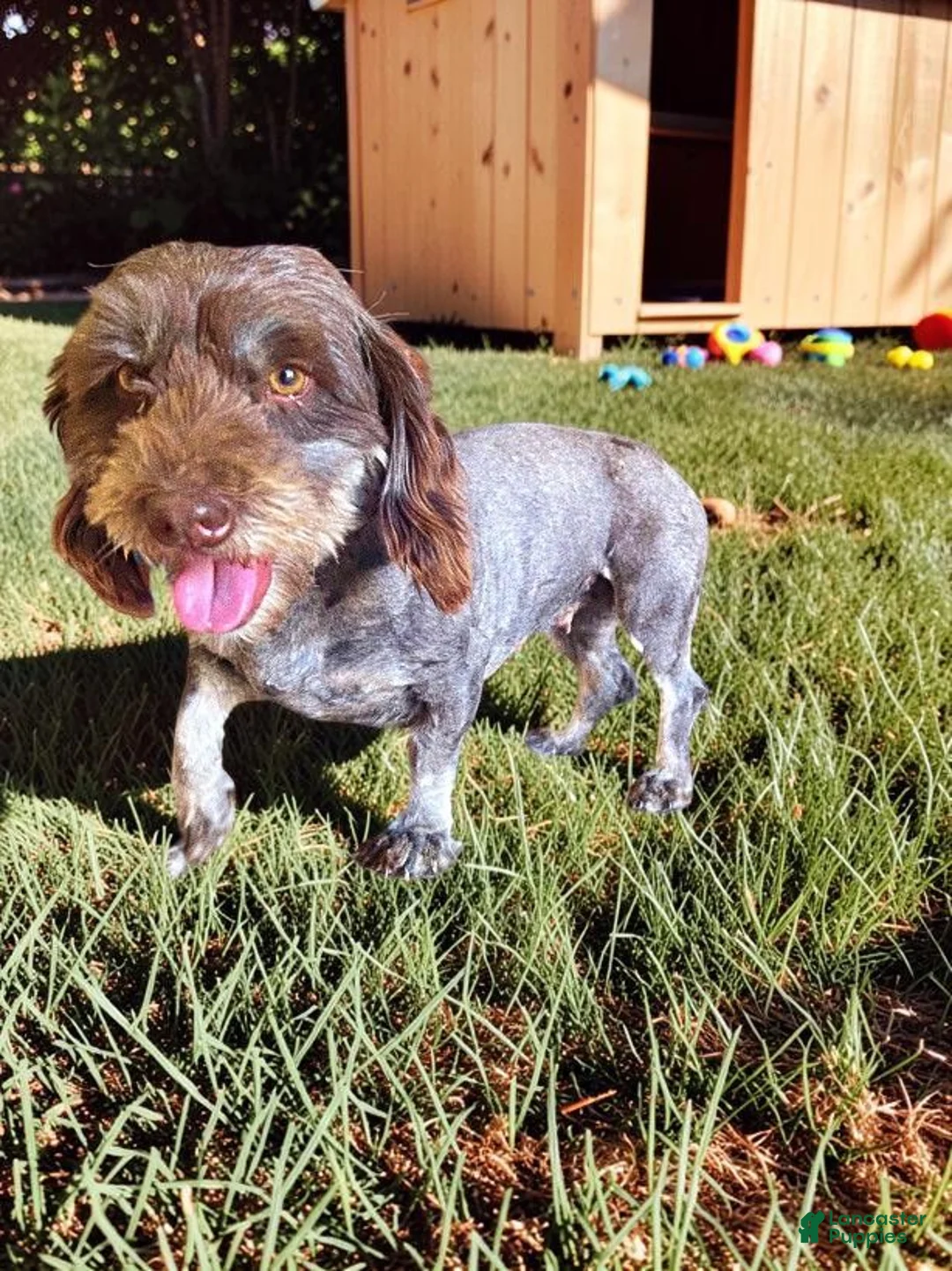 Havapoo dogs for sale: Frisky - Ad 24