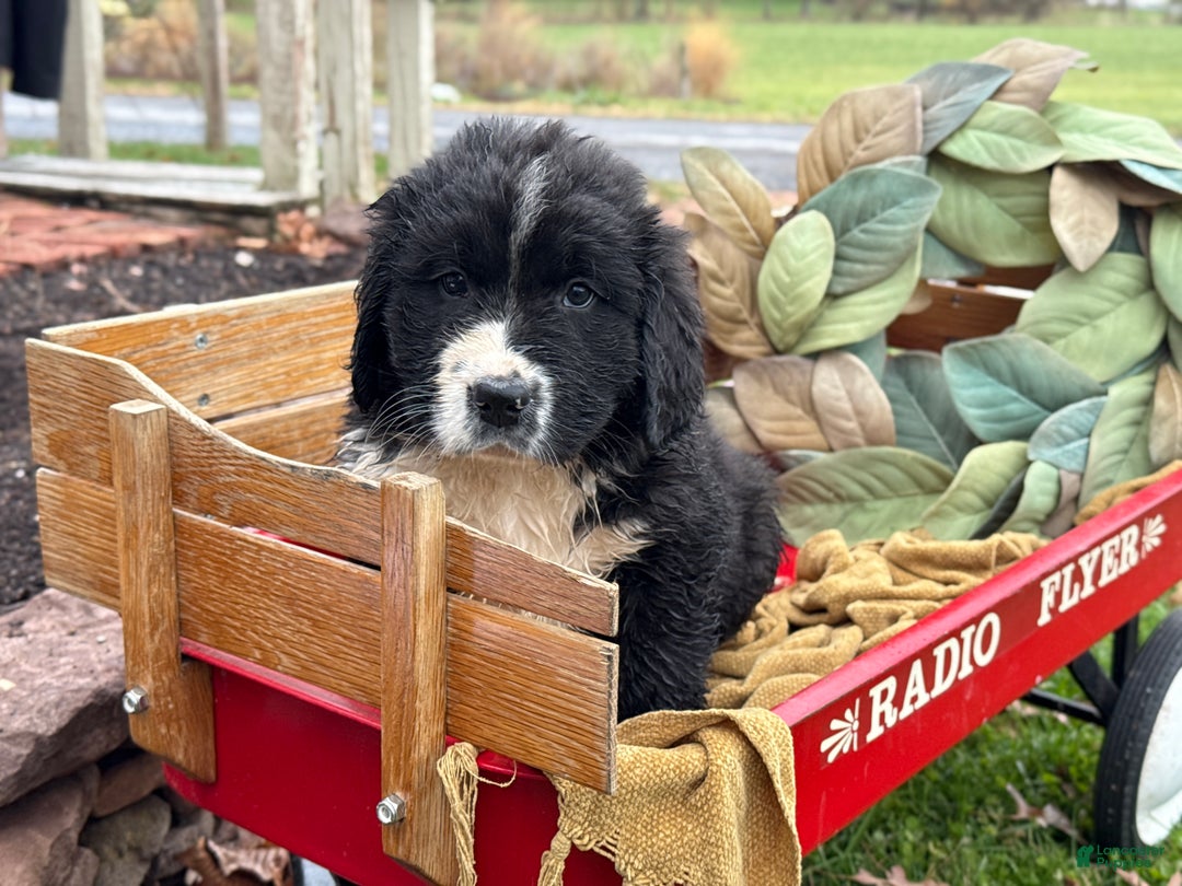 Mixed Breed dogs for sale: Watson - Ad 10