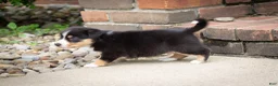 Mixed Breed dogs for sale: Grant - Ad 7