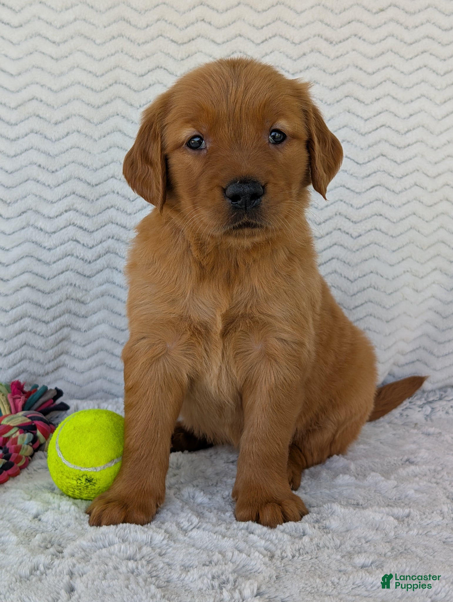 Golden Retriever dogs Miss Rosie  - Ad 1
