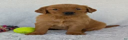 Golden Retriever dogs for sale: Miss Rosie  - Ad 1