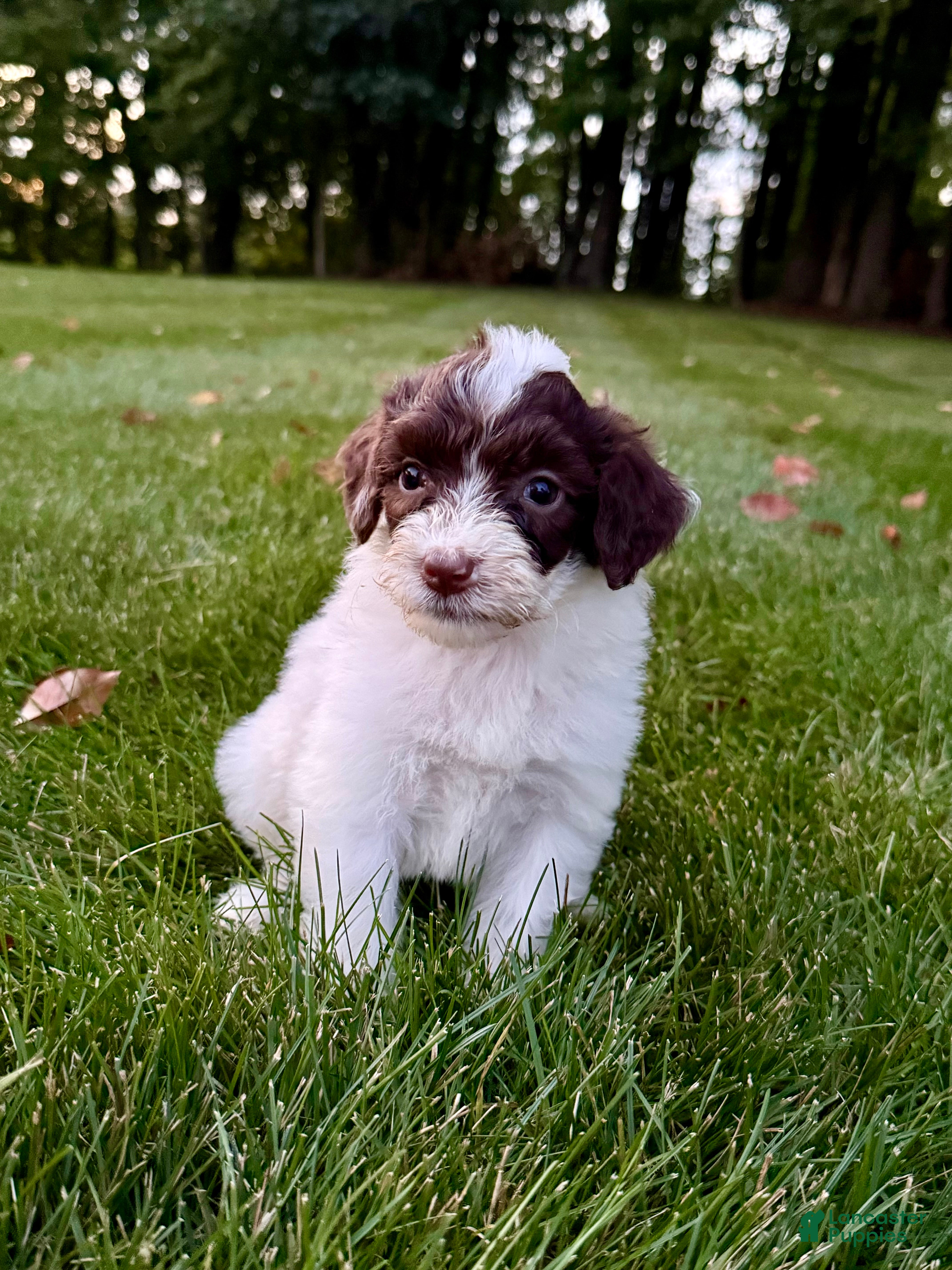 Portuguese Water Dog dogs Clover - Ad 2