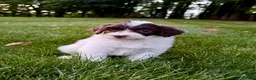 Portuguese Water Dog dogs for sale: Clover - Ad 2