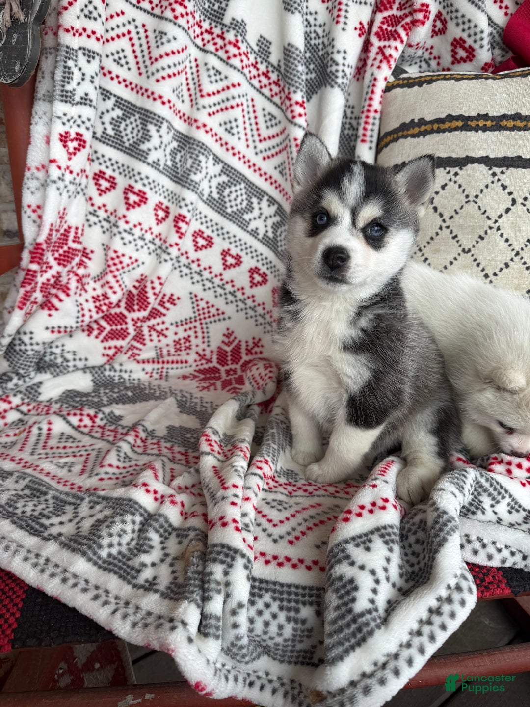 Pomsky dogs for sale: Lexi - Ad 1