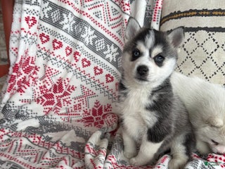 Pomsky dogs Lexi - Ad 4