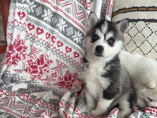 Pomsky dogs Lexi - Ad 37