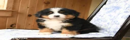 Bernese Mountain Dog dogs for sale: Bear - Ad 4