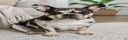 French Bulldog dogs for sale: French Bulldog Puppy 4 - Ad 2