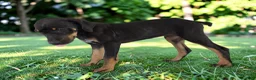 Catahoula Leopard Dog dogs for sale: Gypsie 2026 Female 2 - Ad 12