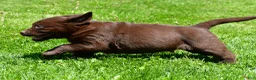 Labrador Retriever dogs for sale: Chase - Ad 3
