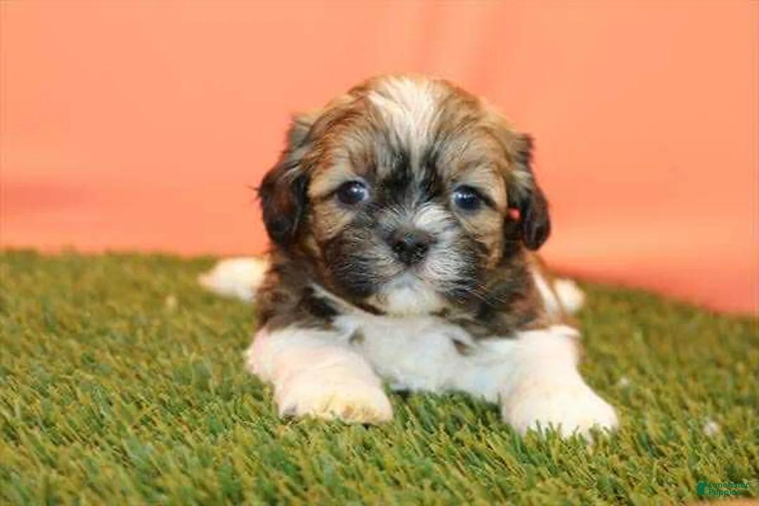Shih Tzu dogs for sale: Shih Tzu litter of 4 puppies - Ad 6