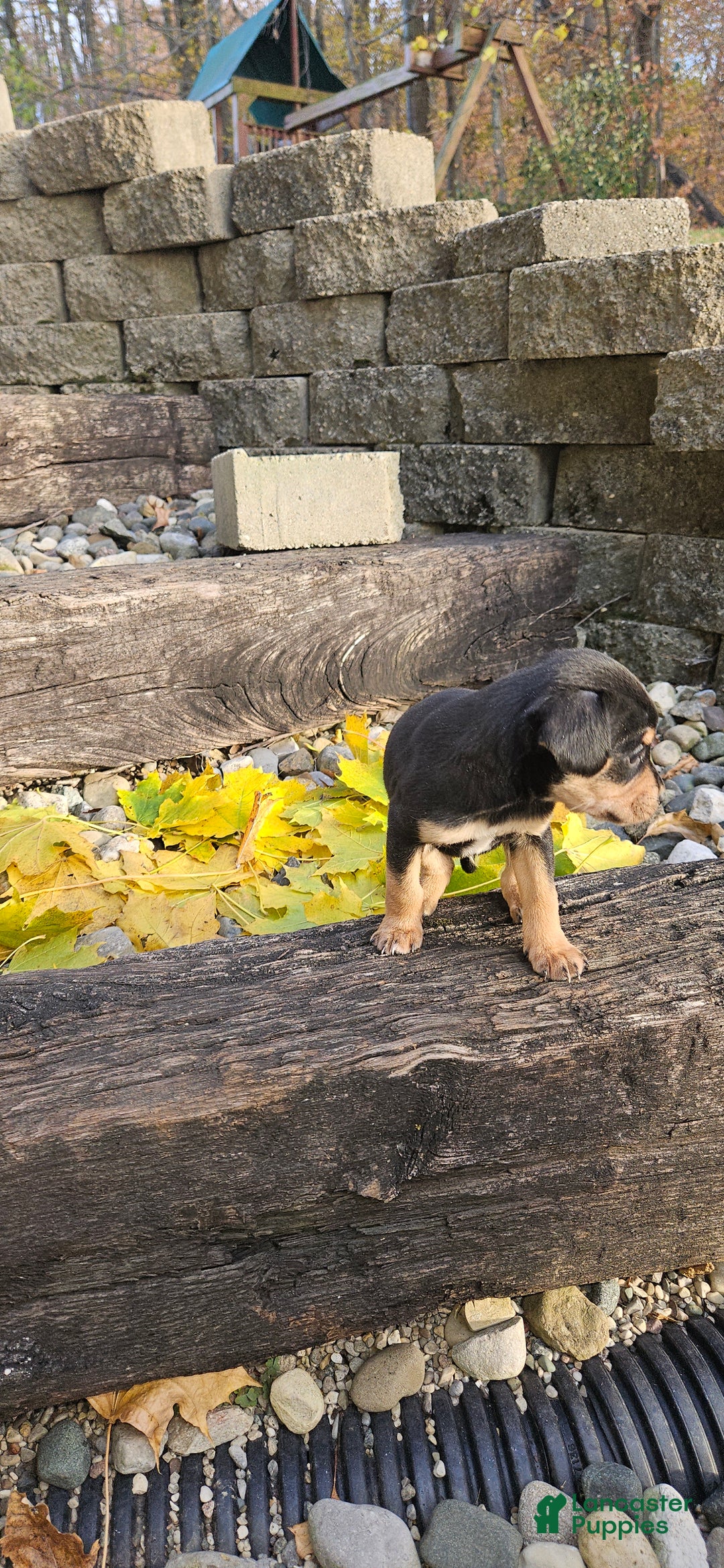 Mixed Breed dogs for sale: Hondo - Ad 7