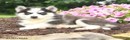 Pomsky dogs for sale: Erika - Ad 3