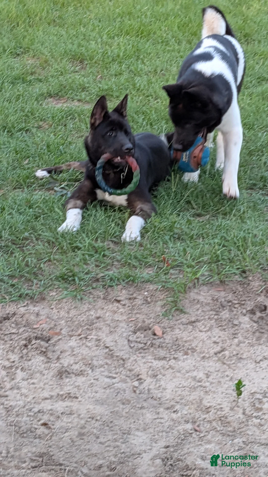 Akita dogs for sale: Kuma Available  - Ad 11
