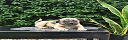 Mixed Breed dogs for sale: Casper - Ad 1